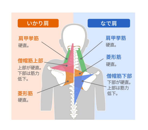 Muscular structure of the square shoulder and sloped shoulder Muscular structure of the square shoulder and sloped shoulder 背中 stock illustrations