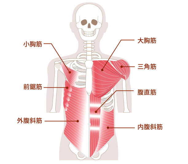 Large muscles in the abdomen, chest, and shoulders Outer and inner muscles Large muscles in the abdomen, chest, and shoulders Outer and inner muscles 背中 stock illustrations