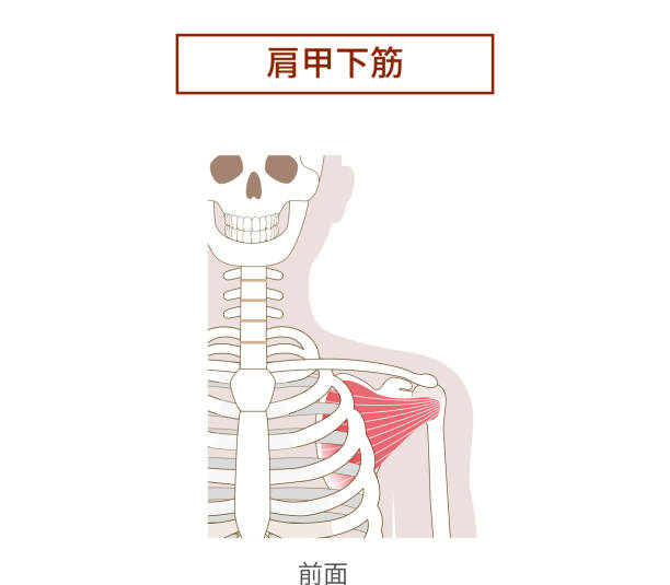 Illustration of the anatomy of the subscapularis muscle  Rotator Cuff Illustration of the anatomy of the subscapularis muscle Rotator Cuff 背中 stock illustrations