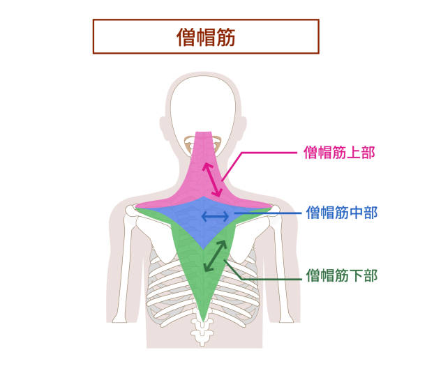 Illustration of the anatomy of the Trapezius muscle from the side and back Illustration of the anatomy of the Trapezius muscle 背中 stock illustrations