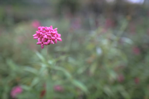 a Panama Rose ,Arachnothryx leucophylla, nature concept