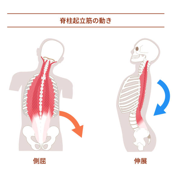 movement of the erector spinae muscle Illustration of the anatomy of the erector spinae muscle 背中 stock illustrations