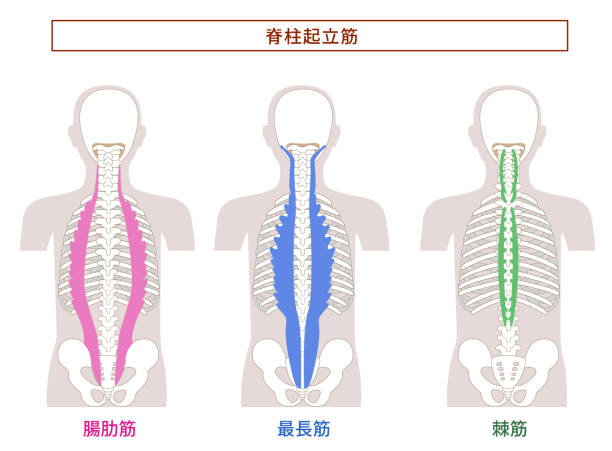 Illustration of the anatomy of the erector spinae muscle Illustration of the anatomy of the erector spinae muscle 背中 stock illustrations