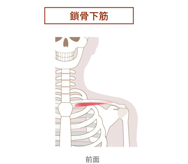 Illustration of the anatomy of the subclavius muscle Illustration of the anatomy of the subclavius muscle 背中 stock illustrations