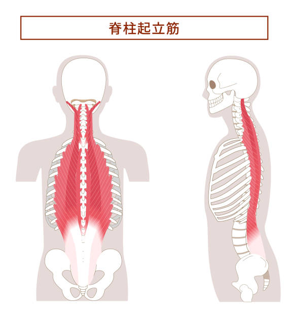 Anatomy of the erector spinae muscle from the back and side view Illustration of the anatomy of the erector spinae muscle 背中 stock illustrations