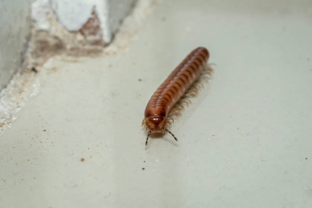 Millipede Australiosomatinae sp., Narooma, NSW, January 2023