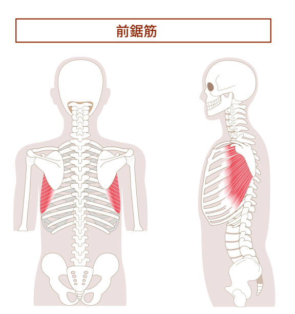 Illustration of the anatomy of the serratus anterior muscle from tthe side and back Illustration of the anatomy of the serratus anterior muscle from tthe side and back 背中 stock illustrations