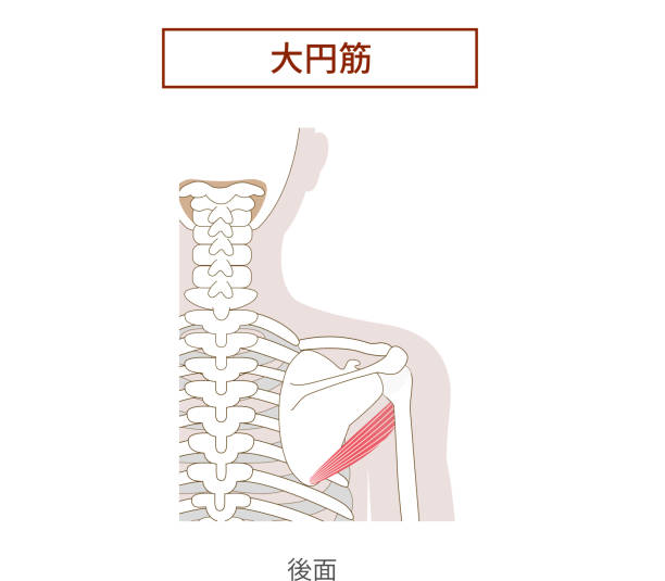 Illustration of the anatomy of the teres major muscle Illustration of the anatomy of the teres major muscle 背中 stock illustrations