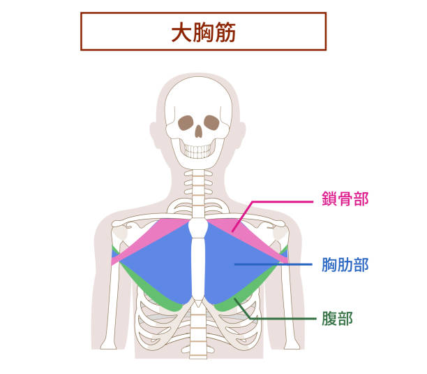 Illustration of the anatomy of the pectoralis major muscle Illustration of the anatomy of the pectoralis major muscle 背中 stock illustrations