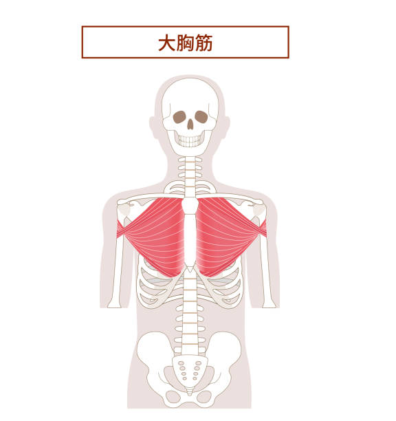 Illustration of the anatomy of the pectoralis major muscle Illustration of the anatomy of the pectoralis major muscle 背中 stock illustrations