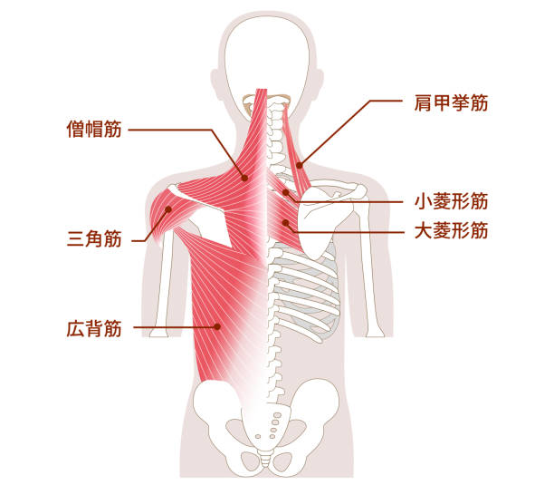 Large muscles in the back of the human body Outer and inner muscles Large muscles in the back of the human body Outer and inner muscles 背中 stock illustrations