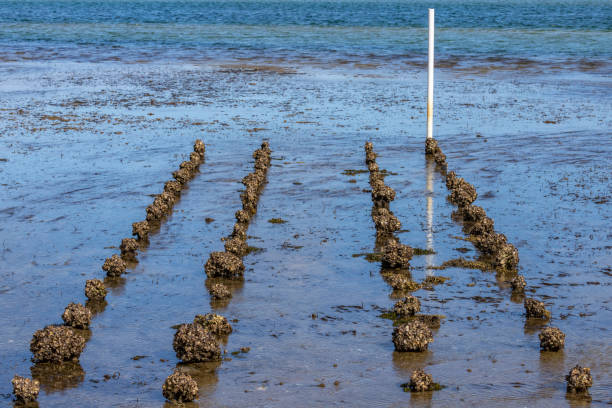 Seafood farming grounds by the seaside