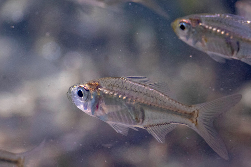 Port Jackson Glassfish, (Ambassis jacksoniensis), Narooma, NSW, January 2023