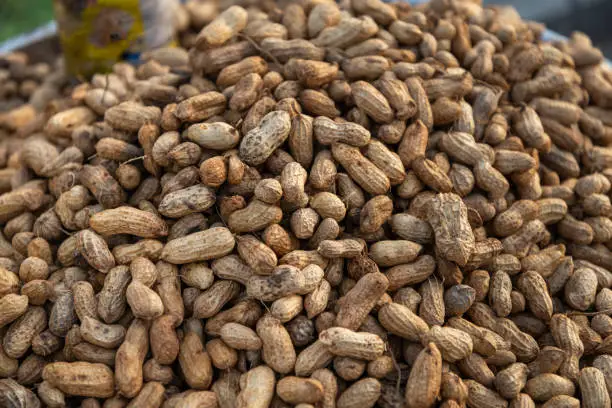 Close-up of large pile of many fresh nuts in pods,on sale along the riverbank of Phnom Penh,in the light of sunset.