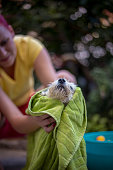 istock Woman cares of her dog grooming and washing it outdoor in basin with shampoo 1476076011