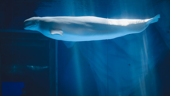 beluga whale looking at the camera while swimming
