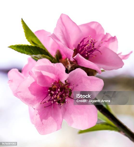 Cherry Blossom Flower With Green Leaf Stock Photo - Download Image Now - Back Lit, Cherry Blossom, Beauty