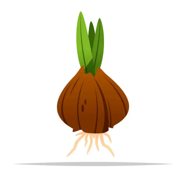 Vector illustration of Tulip bulb sprouted vector isolated illustration