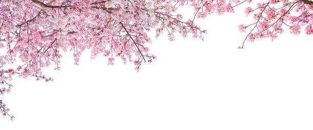 istock Pink cherry blossom blooming in Spring isolated on white background. 1476085247
