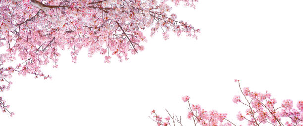 istock Pink Sakura flowers blooming isolated on white background. 1476085248