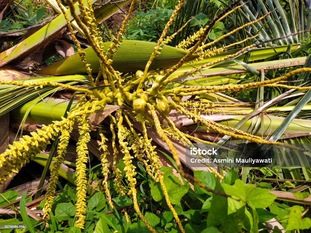 Bunga kelapa dari pohon kelapa yang telah ditebang - Bebas Royalti Alam Foto Stok