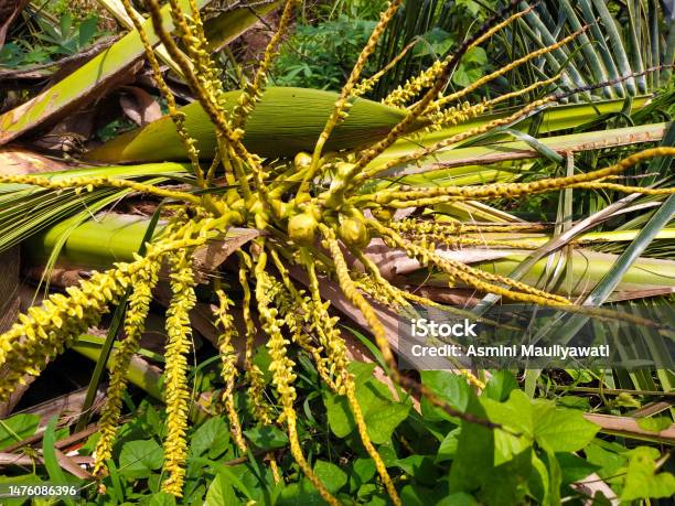 Bunga Kelapa Dari Pohon Kelapa Yang Telah Ditebang Foto Stok - Unduh Gambar Sekarang - Alam, Asia - Asia-Pasifik, Botani