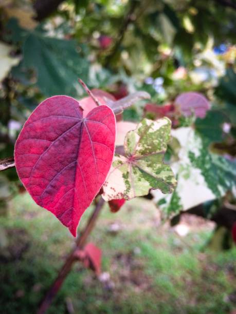 istock red heart shaped leaves 1476086476