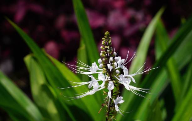 cats's whiskers plant cat's whiskers plant which has properties as herbal medicine orthosiphon aristatus stock pictures, royalty-free photos & images