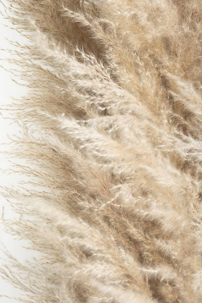 istock Pampas grass, close up. Scandinavian style poster. Abstract neutral background. 1476088076