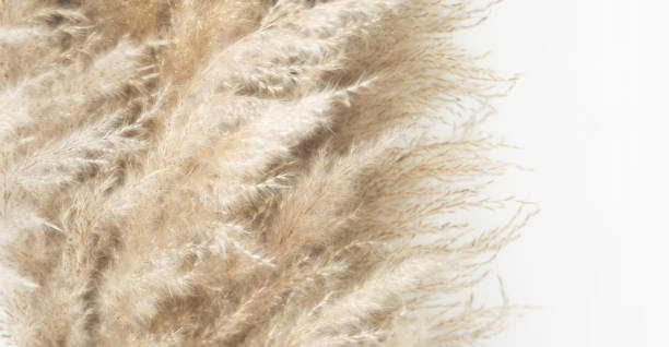 istock Pampas grass, close up. Scandinavian style poster. Abstract neutral background. 1476088143