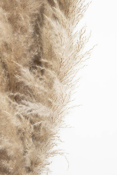 istock Pampas grass, close up. Scandinavian style poster. Abstract neutral background. 1476088144