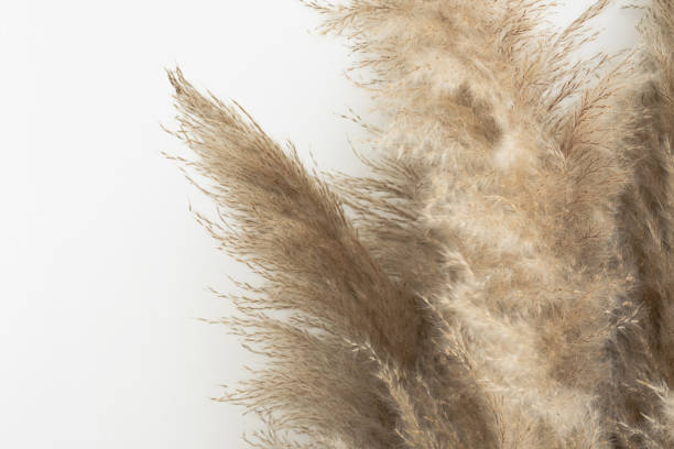istock Pampas grass, close up. Scandinavian style poster. Abstract neutral background. 1476088152