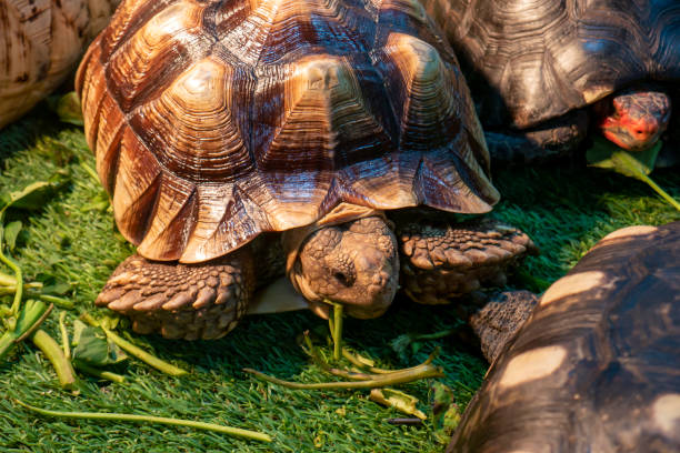 istock African Spurred Tortoise, Hermann tortoise feeding, on the green grass 1476088975