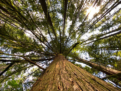 An old-growth cedar forest during spring in British Columbia. Shot of a Giant cedar looking up through the branches.