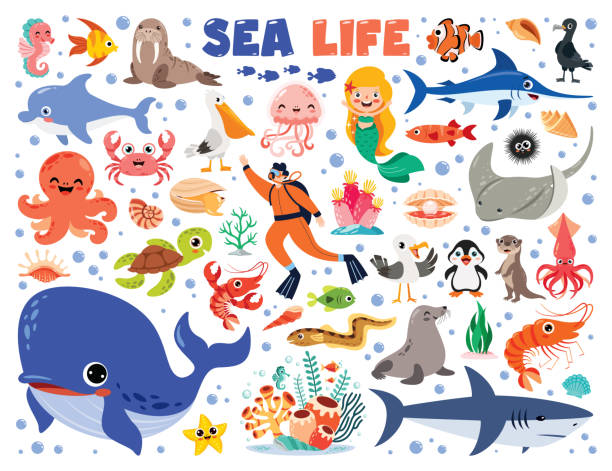 ilustraciones, imágenes clip art, dibujos animados e iconos de stock de ilustración de dibujos animados de elementos de la vida marina - foca