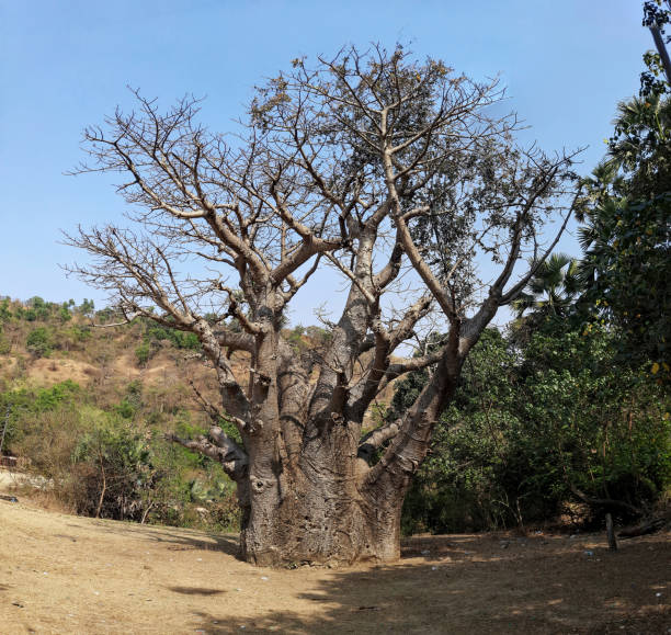 istock Old and large in size tree Baobab tree at Chaul near Alibag 1476097371