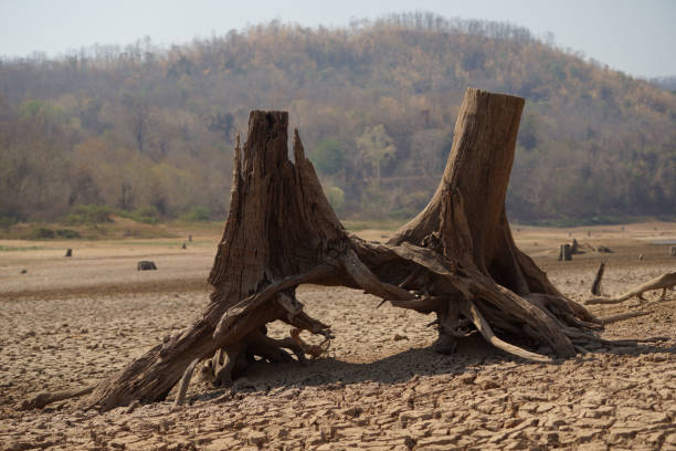 Cracked earth from arid drought weather in dam or river, hot summer nature, dead stump tree on hill and blue sky, surface clay soil rough crack pattern texture background, desert broken hot mud ground