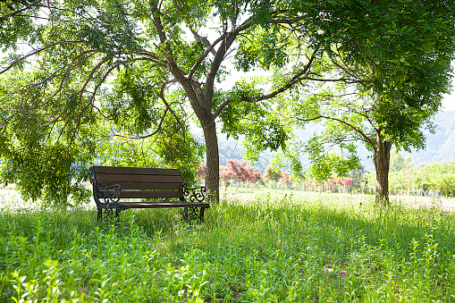 Lonely single park bench or seat in the shade of a flowering dogwood tree in the shadows of the branches