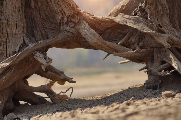 Cracked earth from arid drought weather in dam or river, hot summer nature, dead stump tree on hill and blue sky, surface clay soil rough crack pattern texture background, desert broken hot mud ground