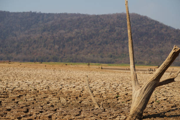 Cracked earth from arid drought weather in dam or river, hot summer nature, dead stump tree on hill and blue sky, surface clay soil rough crack pattern texture background, desert broken hot mud ground