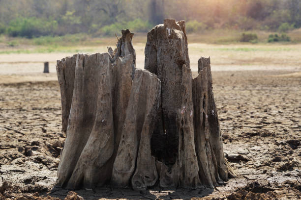 Cracked earth from arid drought weather in dam or river, hot summer nature, dead stump tree on hill and blue sky, surface clay soil rough crack pattern texture background, desert broken hot mud ground