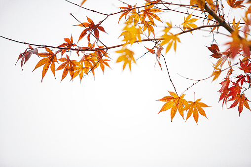 Yellow autumn leaves of Field Maple (Acer campestre)