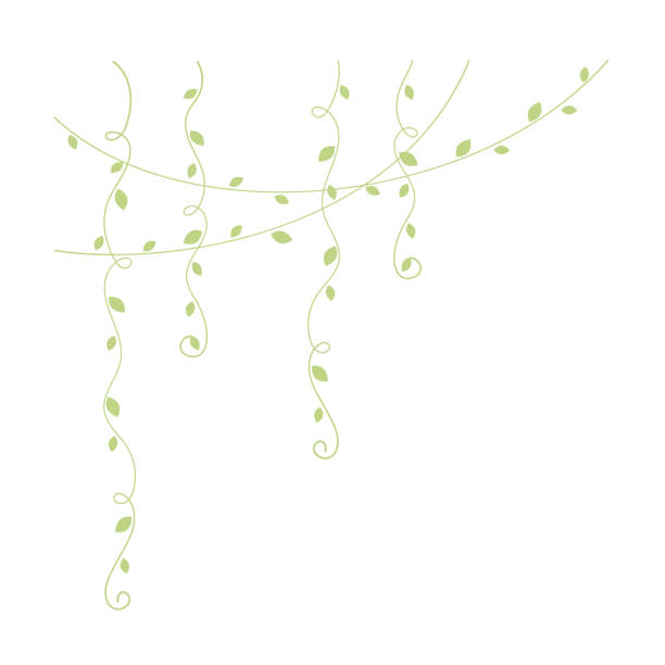 ilustraciones, imágenes clip art, dibujos animados e iconos de stock de ilustración vectorial de enredaderas colgantes verdes. elementos de diseño de cortina de vid botánica floral minimalista simples para primavera. - ivy vine leaf frame