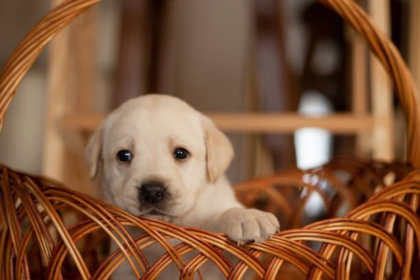 istock Labrador puppies in a wicker basket in the studio 1476100735
