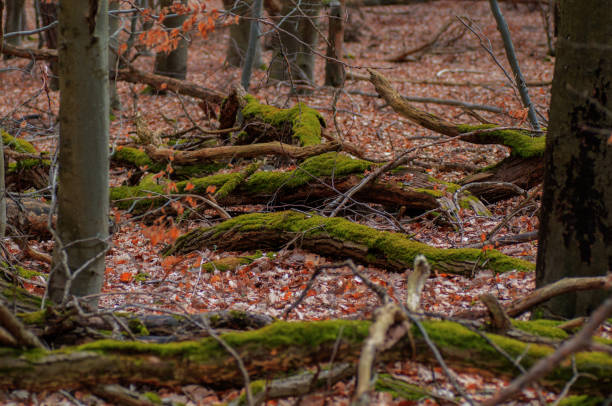 istock Fallen tree trunks in the forest. Autumn landscape. 1476100898