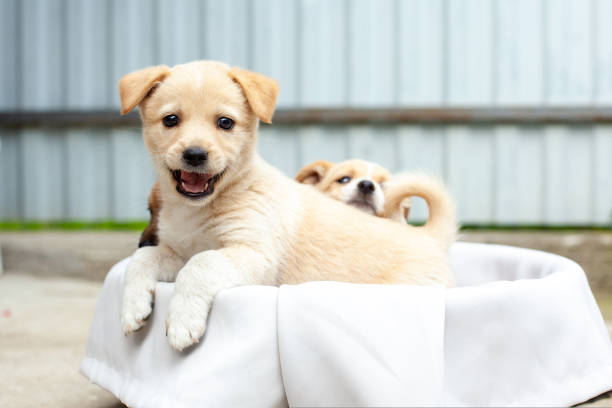 istock small cute dogs in the yard 1476100966