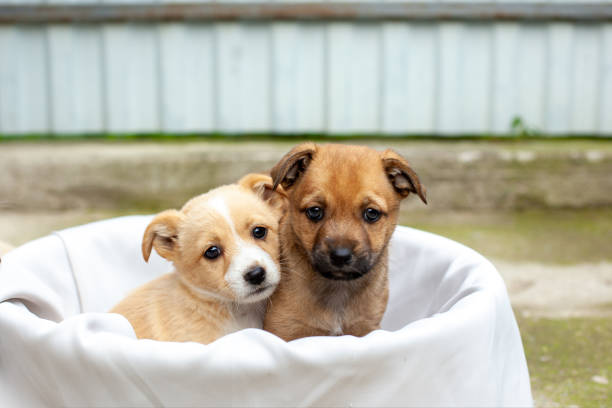 istock small cute dogs in the yard 1476101070