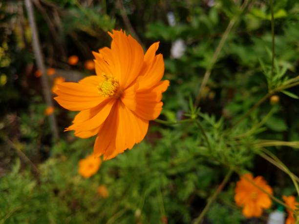 istock Kenikir sulfur flowers 1476101215