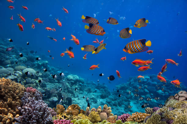 istock Coral reef underwater with shoal tropical fish 1476102850