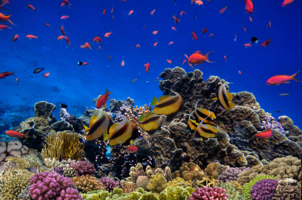 istock Coral reef underwater with shoal tropical fish 1476102891